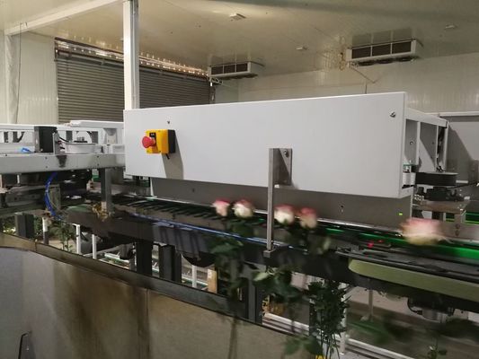 Çiçek Ayırma Otomatik Focusight Kontrol Makinesi